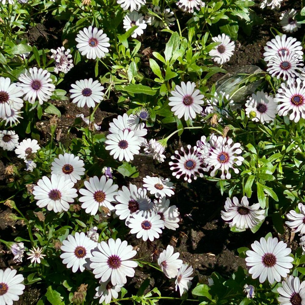 Meet your Posher, Meredith